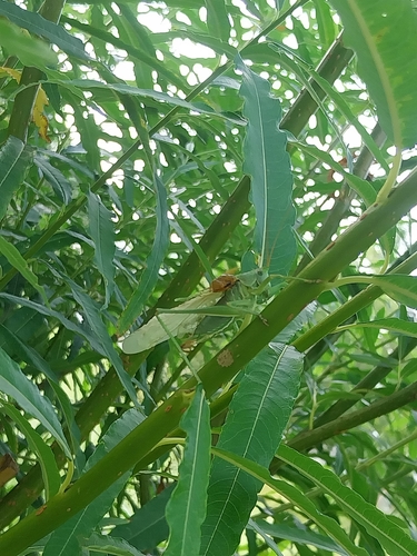 Great Green Bush-cricket