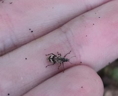 Polydrusus tereticollis