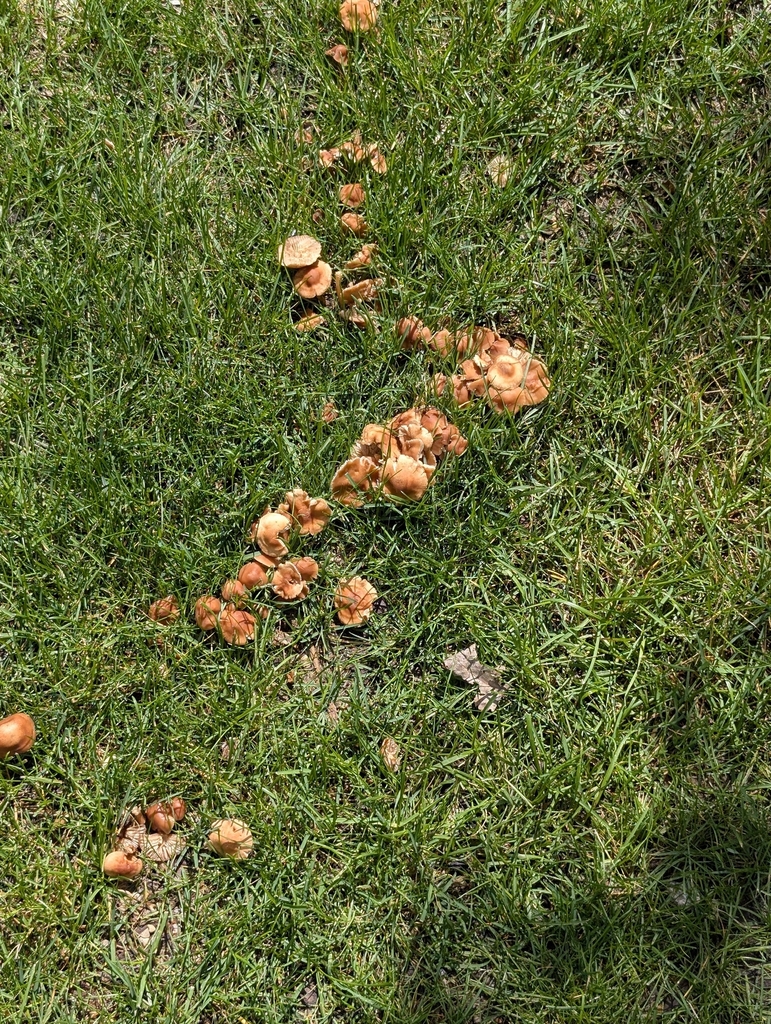 fairy ring marasmius · June 2026 · photo: Photo: (c) Charles Ai, some rights reserved (CC BY) · iNaturalist