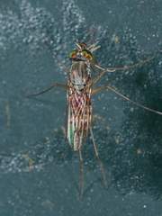 Dactylomyia lateralis