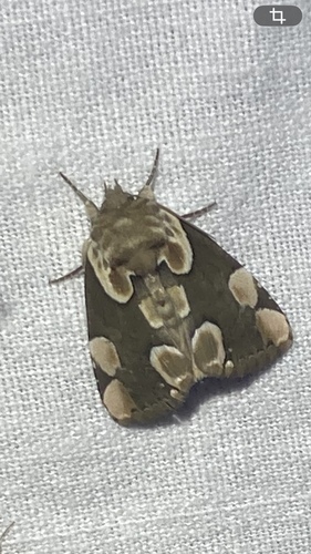 Peach Blossom Moth