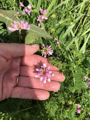 purple crownvetch