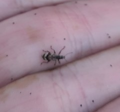 Polydrusus tereticollis