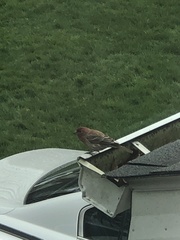 Haemorhous mexicanus