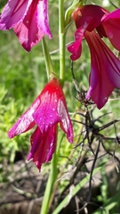 Gladiolus italicus image