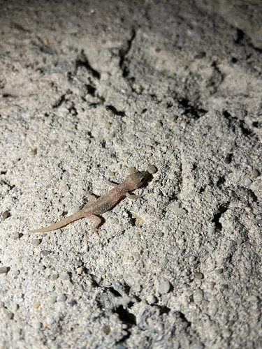 Mediterranean House Gecko
