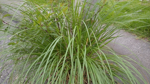 Cymbopogon image