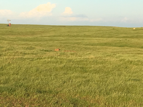 iNaturalist observation photo of American Badger