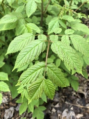 Aruncus dioicus