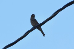 Haemorhous mexicanus