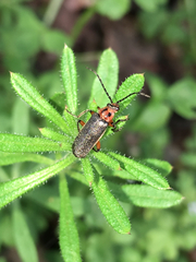 Atalantycha bilineata