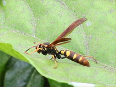 Polistes weyrauchorum