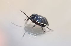 Canthophorus impressus