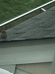 Haemorhous mexicanus