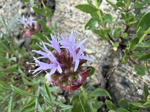 Monardella odoratissima