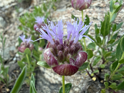 Monardella odoratissima