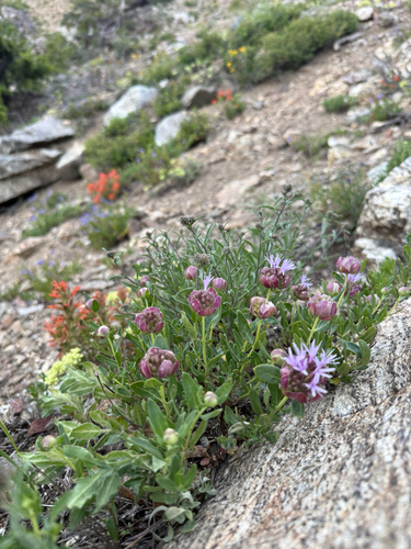 Monardella odoratissima