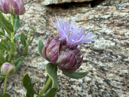 Monardella odoratissima