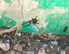Latrodectus mactans