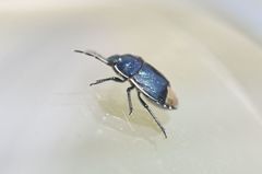 Canthophorus impressus