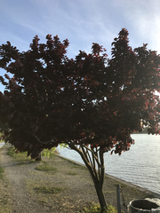 Prunus cerasifera pissardii