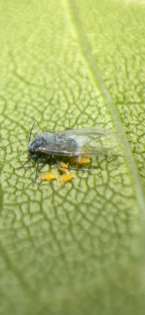 Prociphilus probosceus