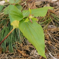 Trillium ovatum ovatum