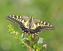 Papilio machaon