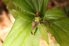 Trillium ovatum ovatum