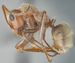Formica francoeuri