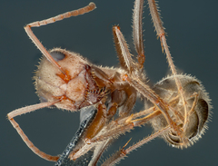 Formica francoeuri