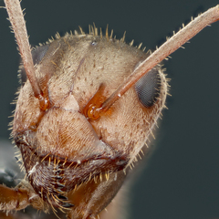 Formica francoeuri