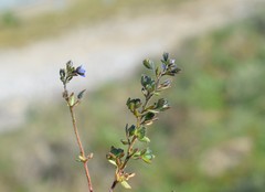 Veronica praecox