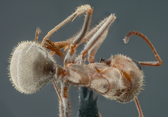 Formica francoeuri