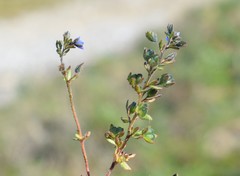 Veronica praecox