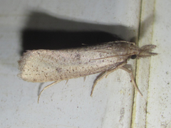 Acrolophus mortipennella