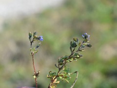 Veronica praecox