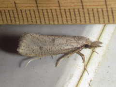 Acrolophus mortipennella