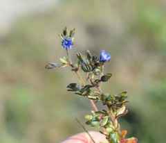 Veronica praecox