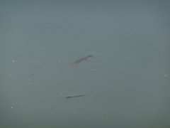 Lissotriton vulgaris meridionalis