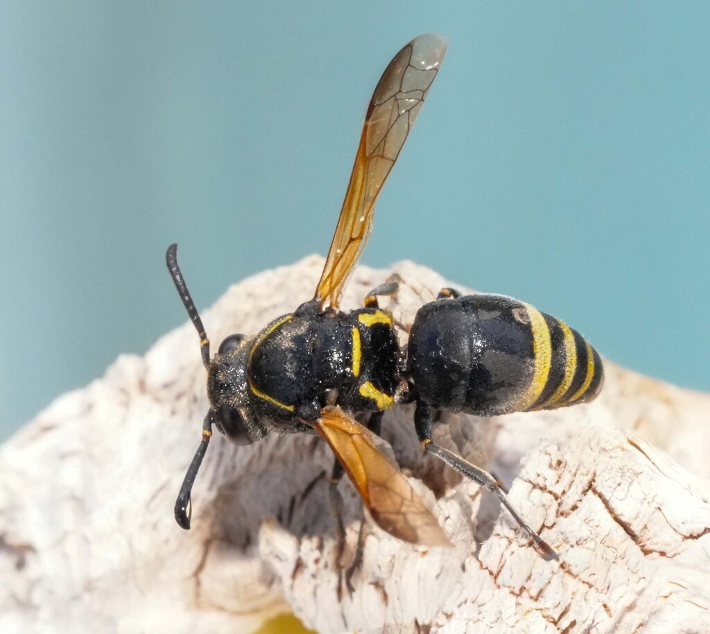 Pachodynerus pulverulentus