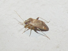 Hamatophylus guttulosus