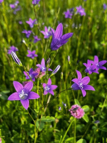 Spreading Bellflower