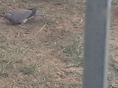 Streptopelia senegalensis