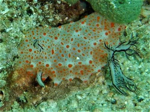 Halgerda stricklandi — seen at this dive site
