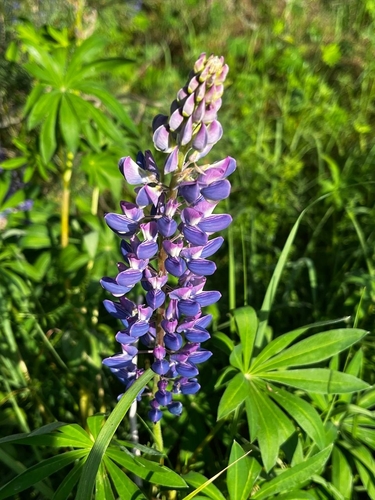 Large-leaved lupine
