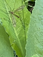Tipula praecisa