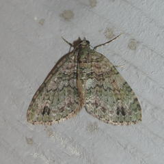 Hammaptera parinotata