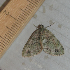 Hammaptera parinotata