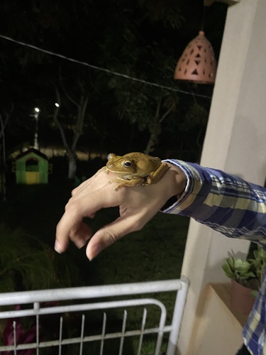 Blacksmith Tree Frog